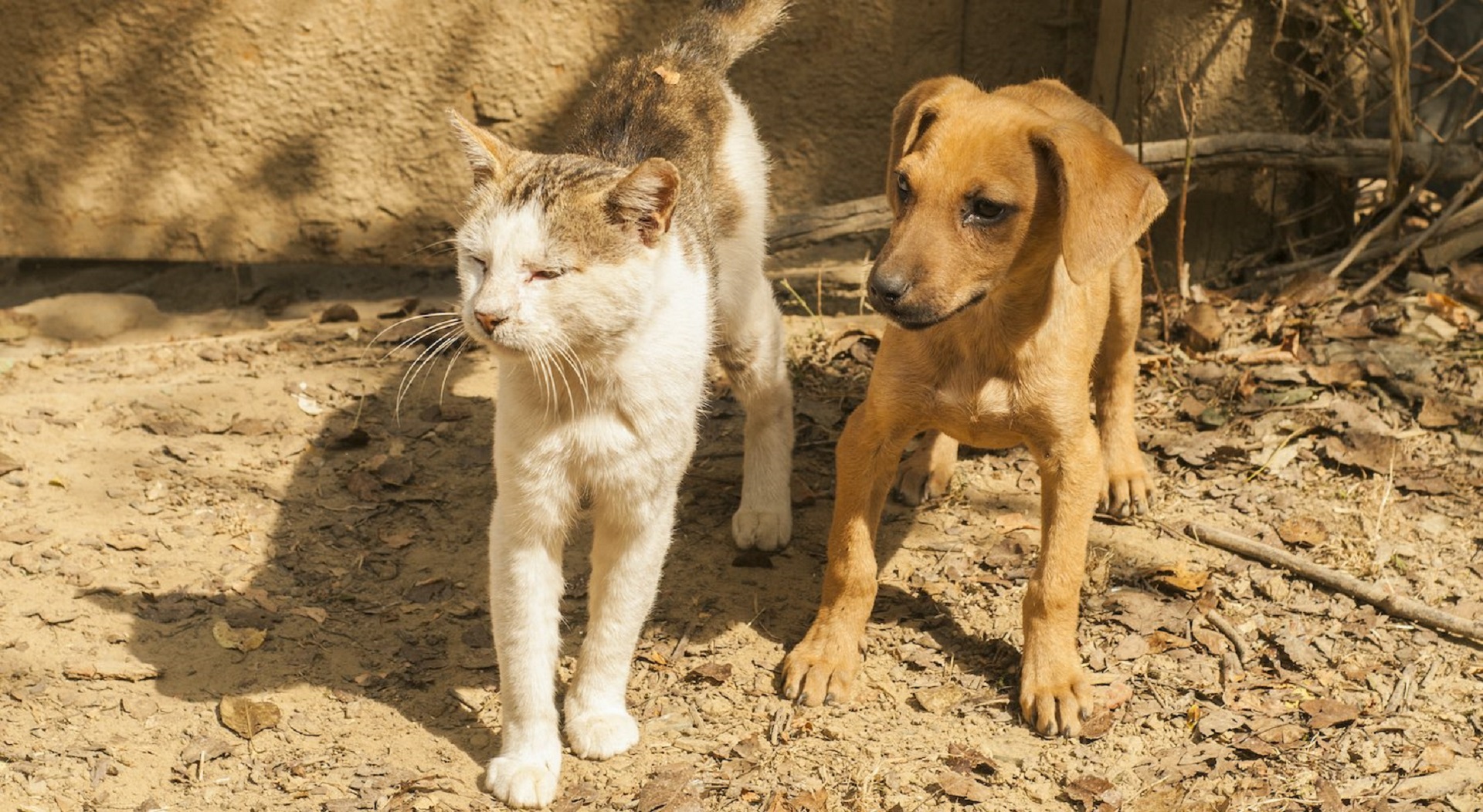 Proposta para criação de Centro de Recolha de Animais aprovada em Reunião de Câmara