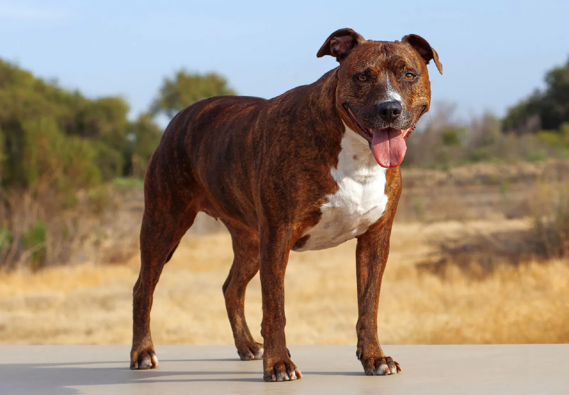 GNR promove curso de detentores de cães potencialmente perigosos